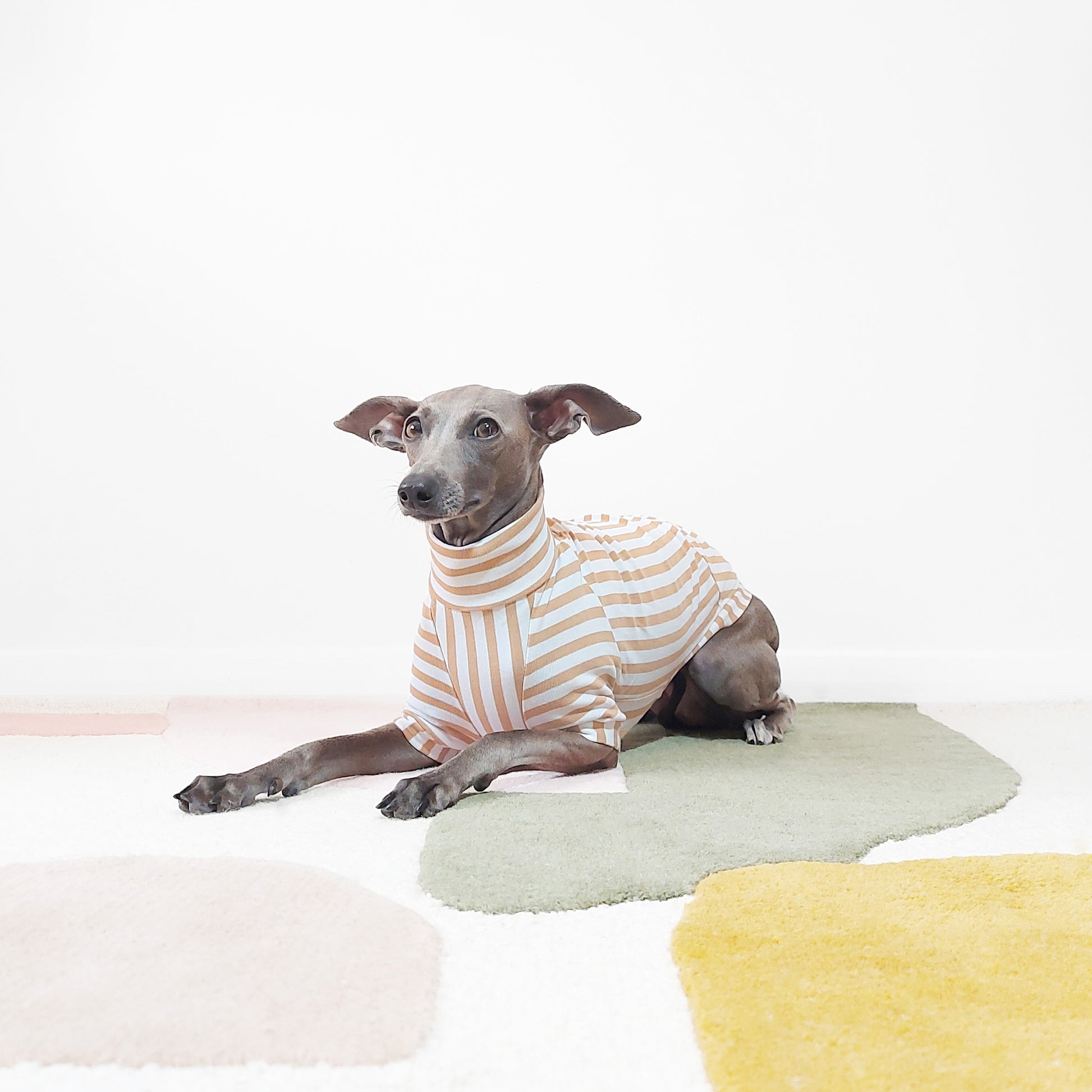 Photo of a whippet  laying down in an organic dog jumper with beige and white stripes by LE PUP.