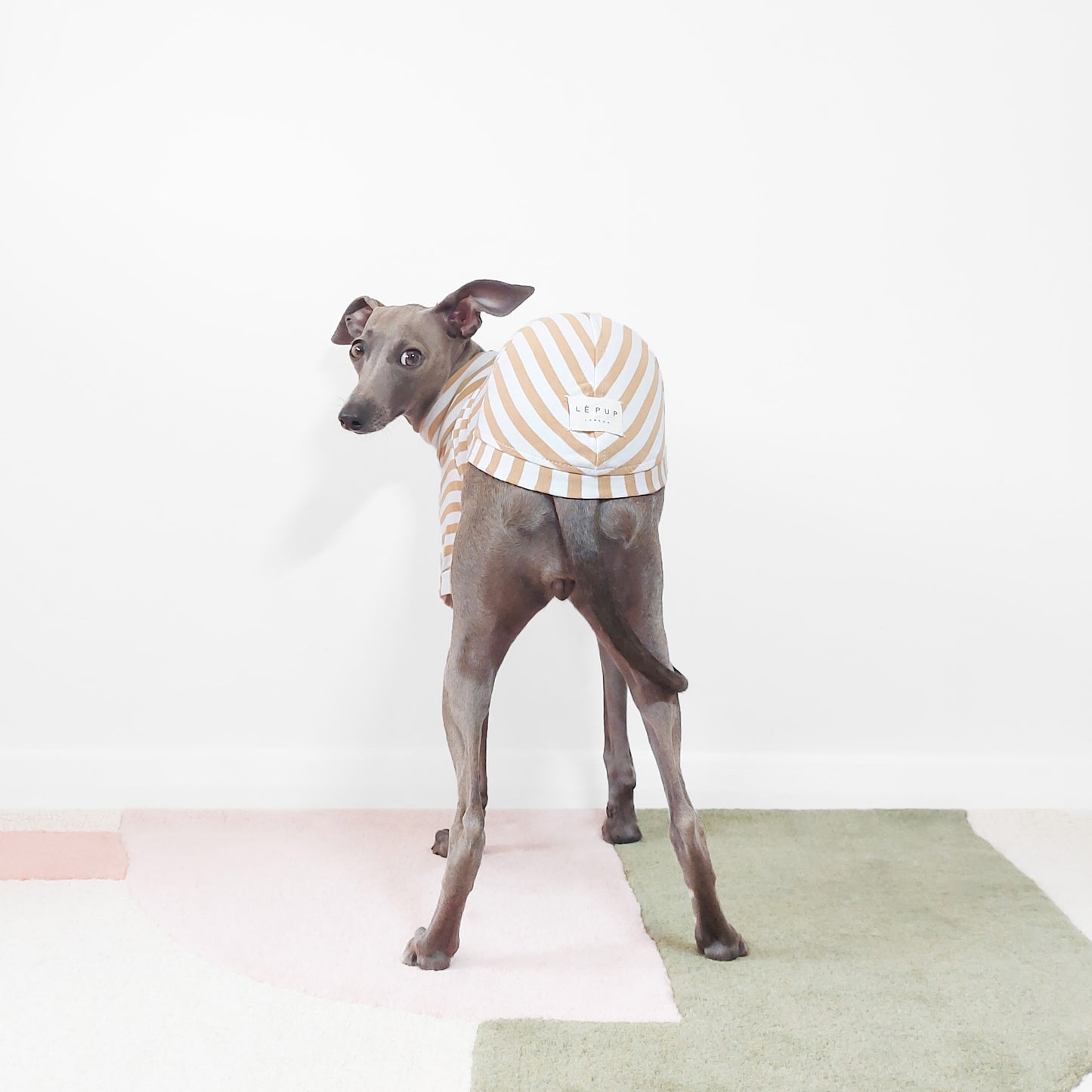 Back shot of an italian Greyhound dog wearing stripey beige organic dog t-shirt by LE PUP.