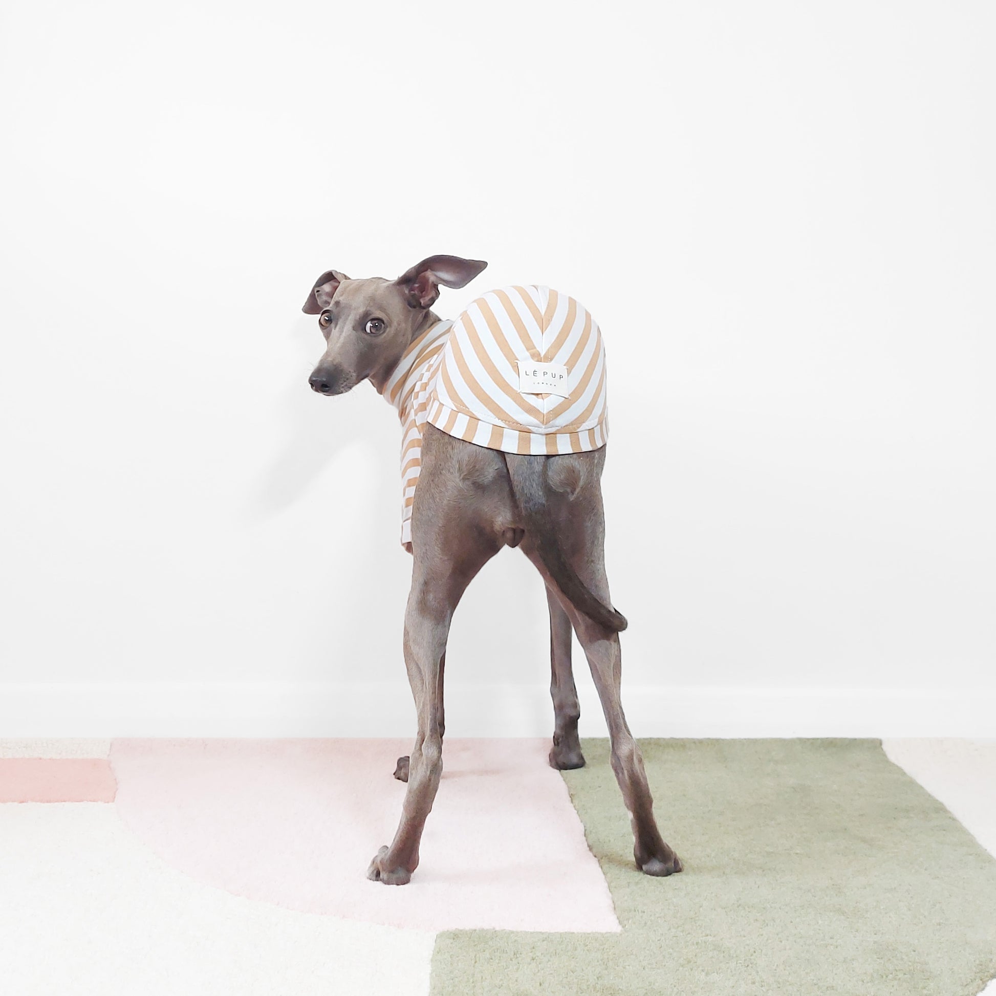 Back shot of an italian Greyhound dog wearing stripey beige organic dog t-shirt by LE PUP.