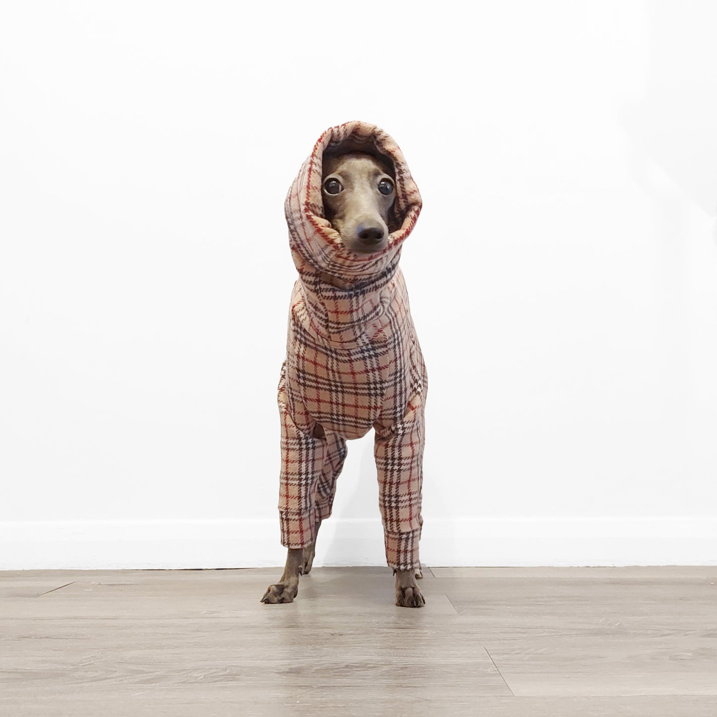 Italian Greyhound wearing a custom-made tartan wool dog coat by LE PUP.