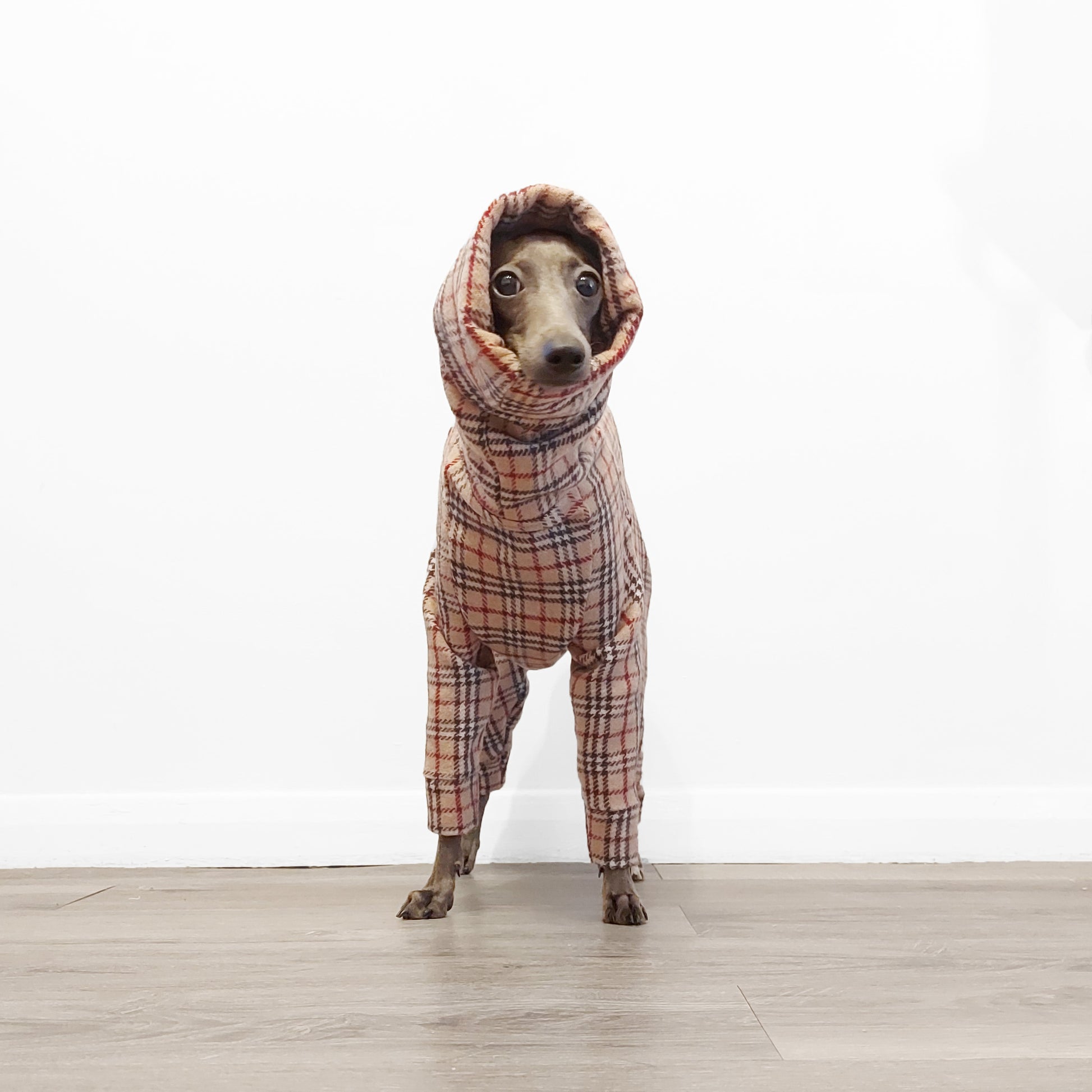 Italian Greyhound wearing a custom-made tartan wool dog coat by LE PUP.
