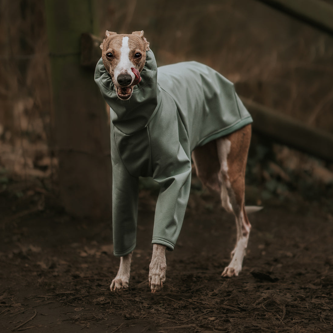 Custom-fitted waterproof sage softshell dog coat