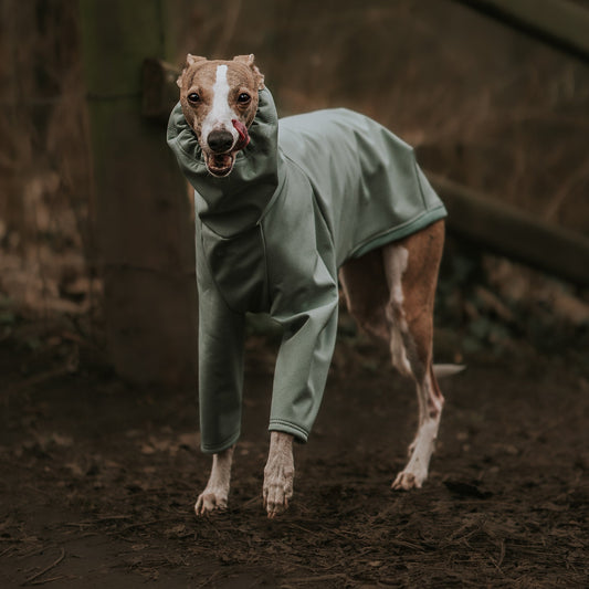 Custom-fitted waterproof sage softshell dog coat