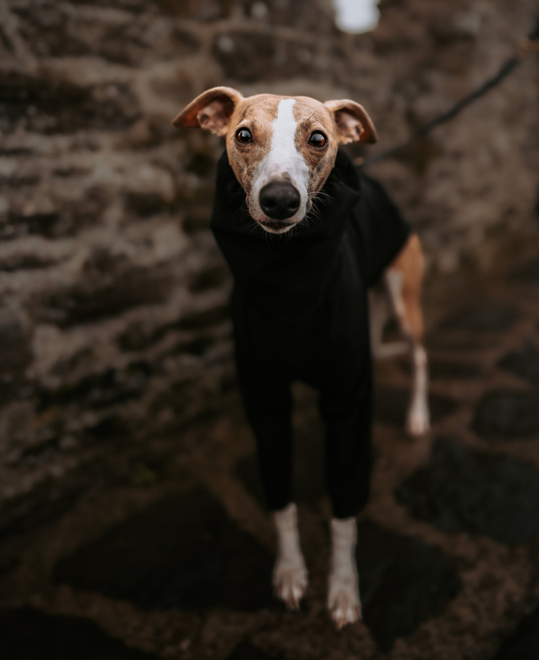 Dachshund And Italian Greyhound Wearing Dog Jumpers By Le Pup