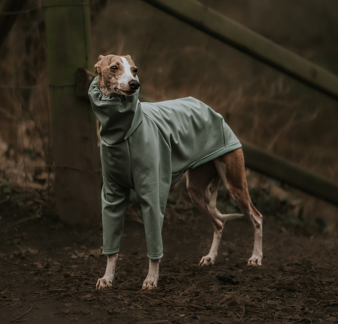 Dog raincoats for the Spring season | LÈ PUP