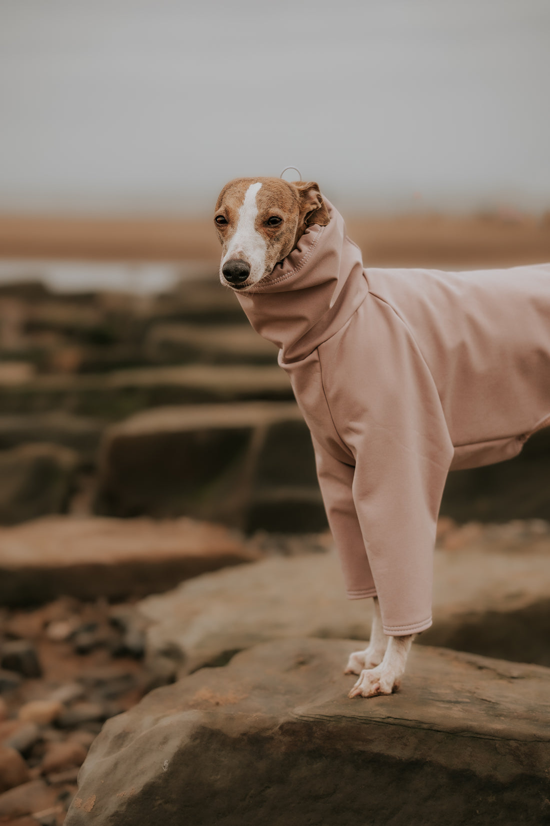 Italian greyhound wearing a LÈ PUP rainsuit