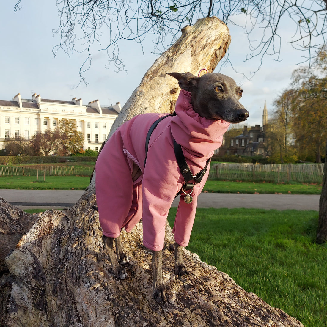 Whippet wearing a LÈ PUP dusty pink Rainsuit