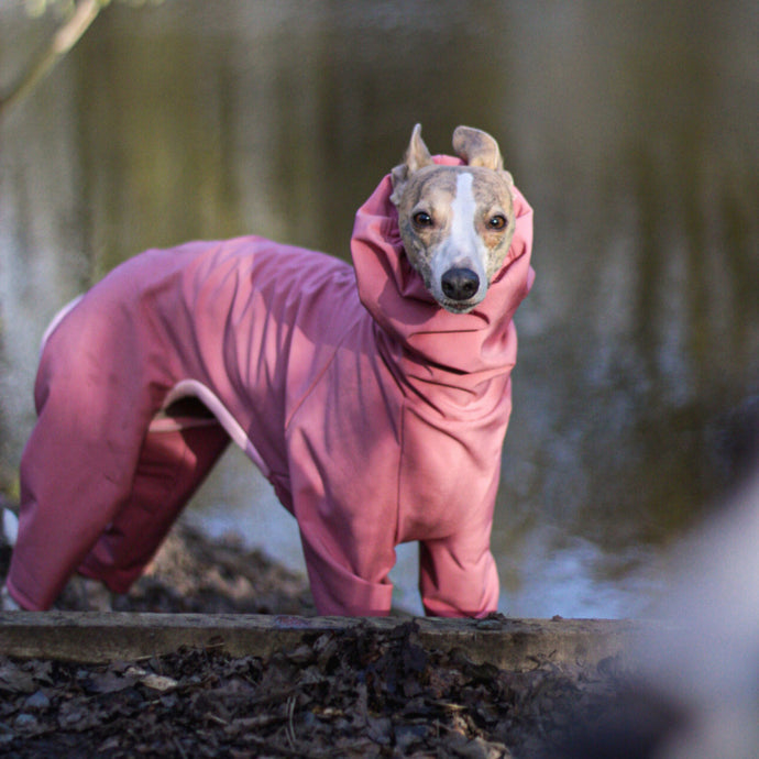 Dog raincoats for the Spring season | LÈ PUP