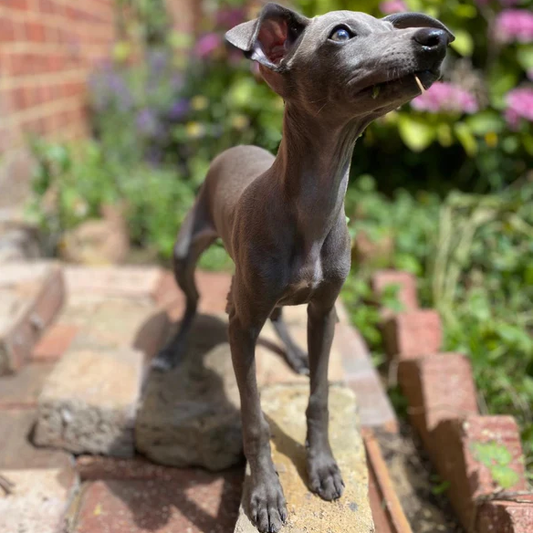 A guide to selecting the best pet insurance | LÈ PUP
