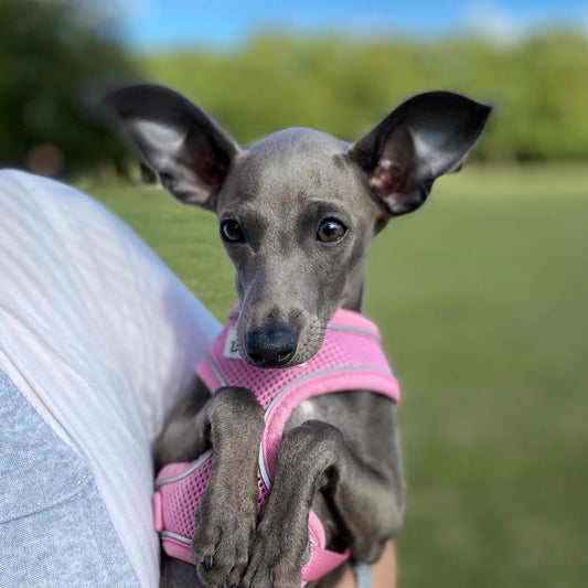 Italian Greyhound puppy in the park before vaccinations