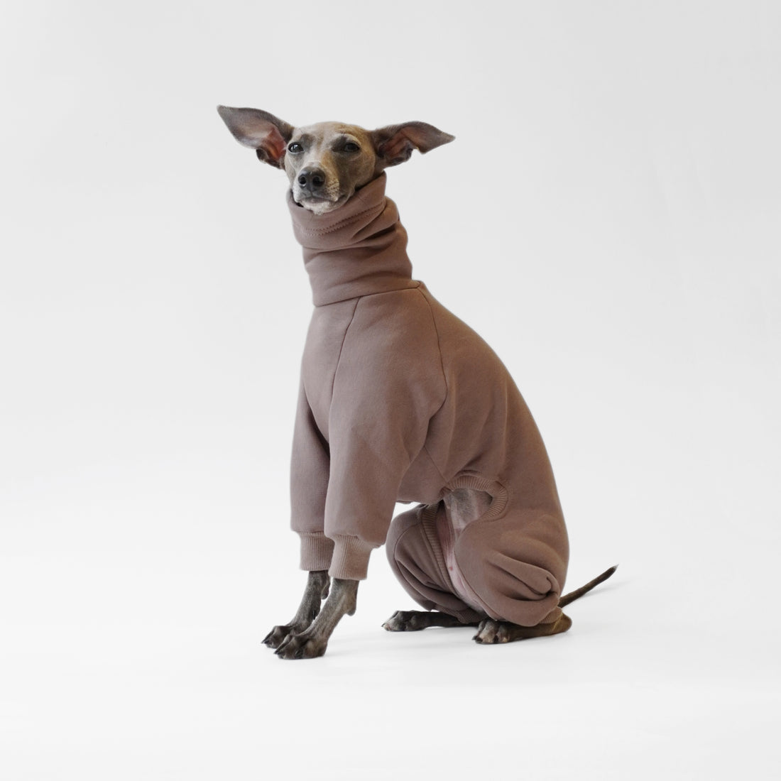 Italian Greyhound wearing Cappuccino dog onesie