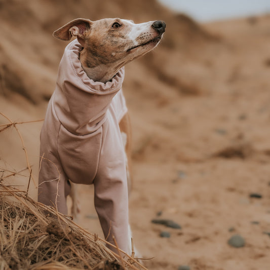 Whippet wearing waterproof made to measure sage dog coat x