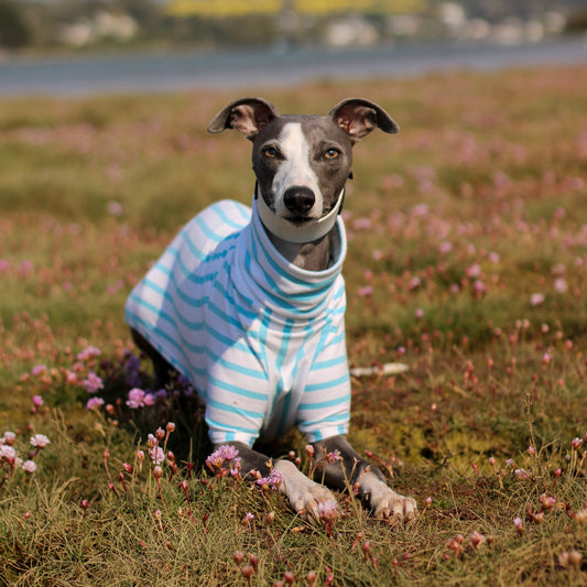 Whippet laying down in field wearing bespoke organic cotton blue t-shirt