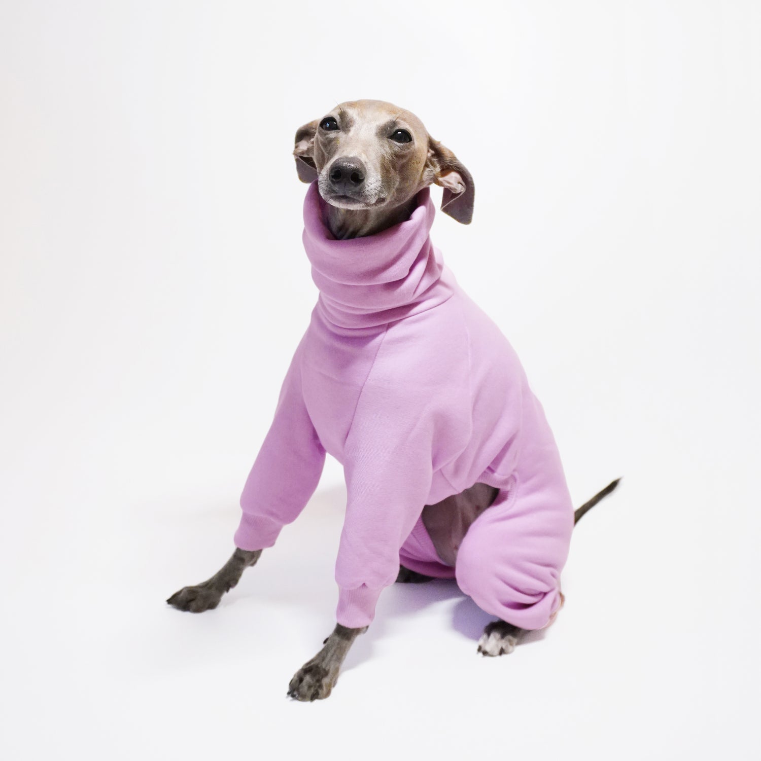 Made-to-measure LE PUP dog onesie for Italian greyhound