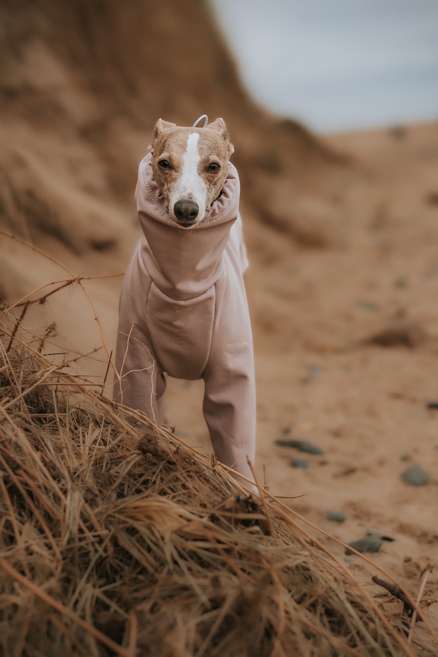 LE PUP Autumn/Winter Collection with Tofu the Italian Greyhound modelling a TEAL RAINSUIT Dog Raincoat