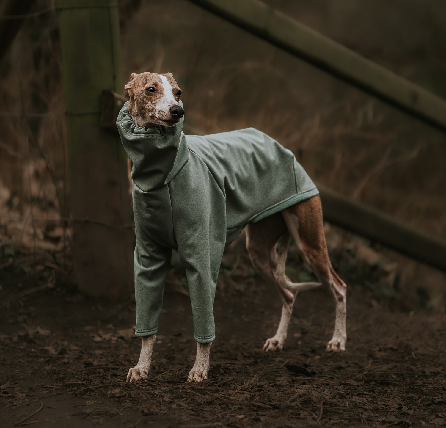 Waterproof raincoat for Italian greyhound, whippet, lurcher