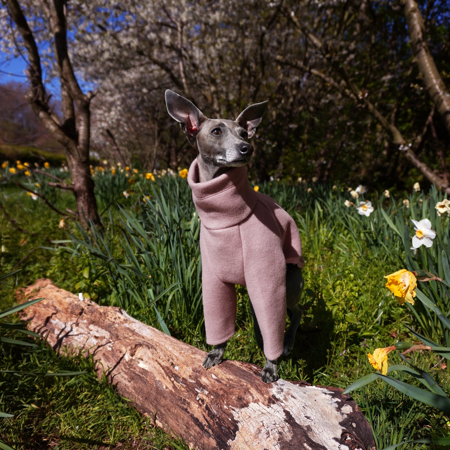 Italian greyhound wearing pink wool jumper 