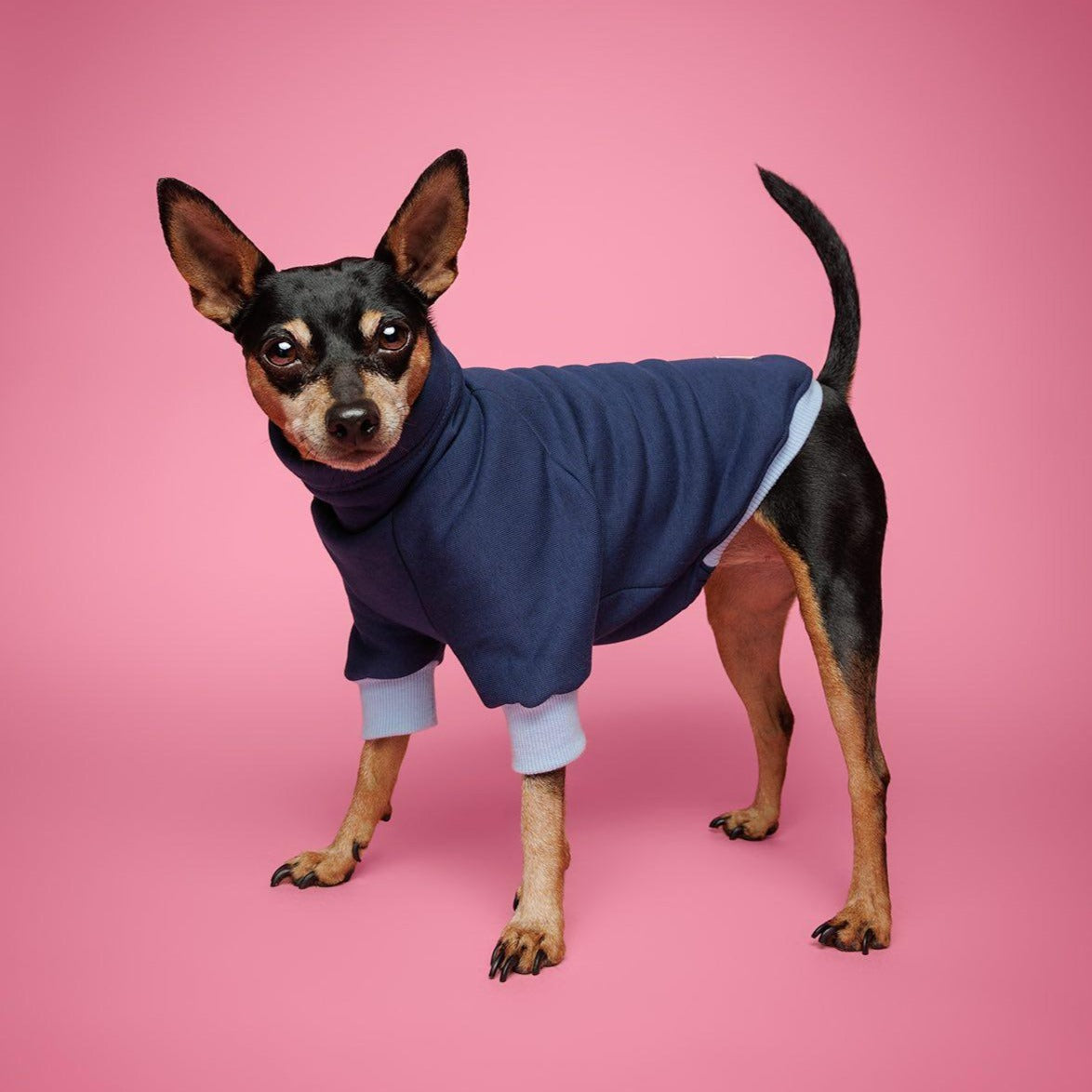 Handsome Pinscher Wearing a LE PUP Kinoko Blue Dog Sweatshirt