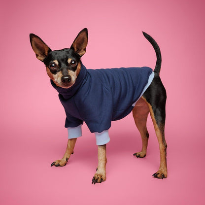 Pincher dog wearing navy blue and pastel blue sweatshirt dog jumper by LE PUP.