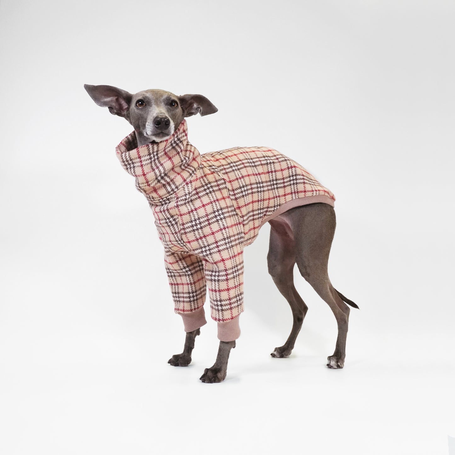 Italian Greyhound wearing luxury classic tartan dog jumper