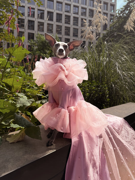 Bespoke dog couture commissioned outfit