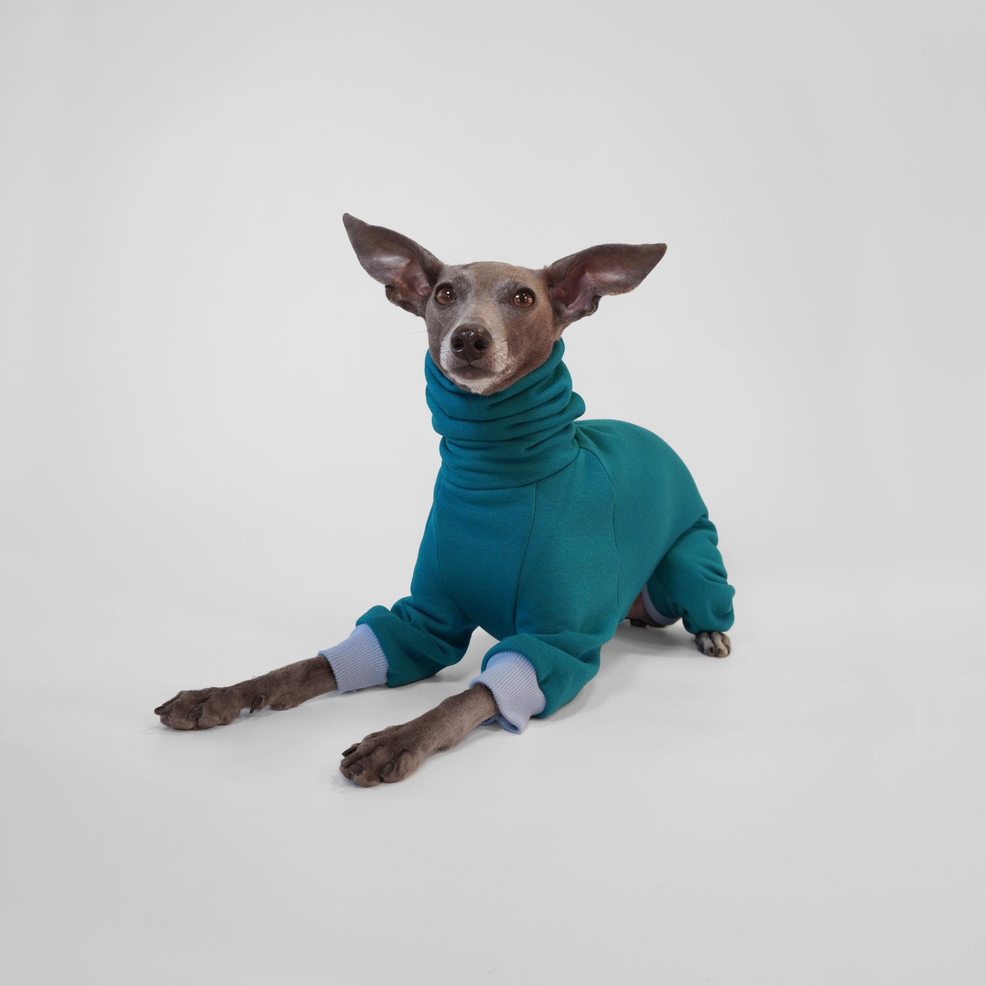 Italian Greyhound ready for winter in a teal dog onesie with blue ribbing made from OEKO-TEX certified fabrics by LE PUP.