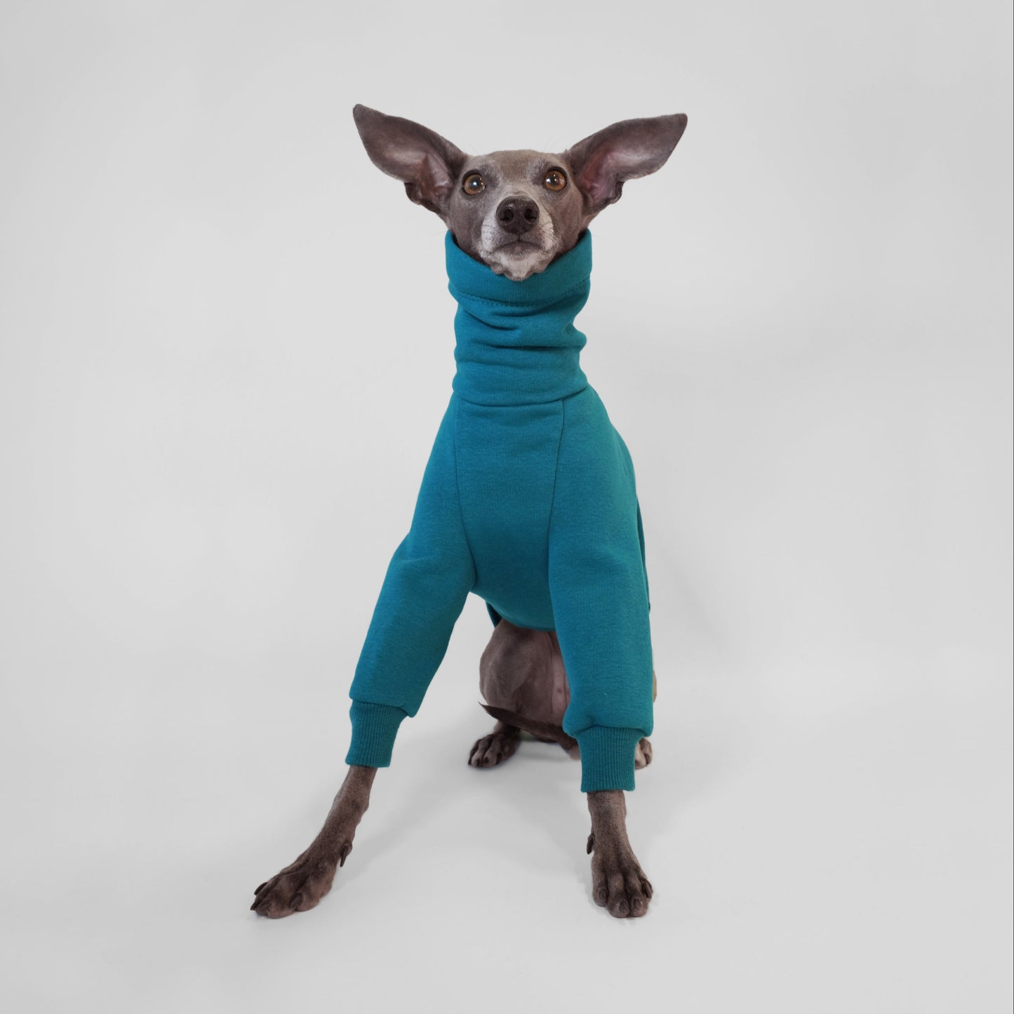 Italian Greyhound sitting and weqarinf deep teal dog jumper made from OEKO-TEX certified fabrics by LE PUP.