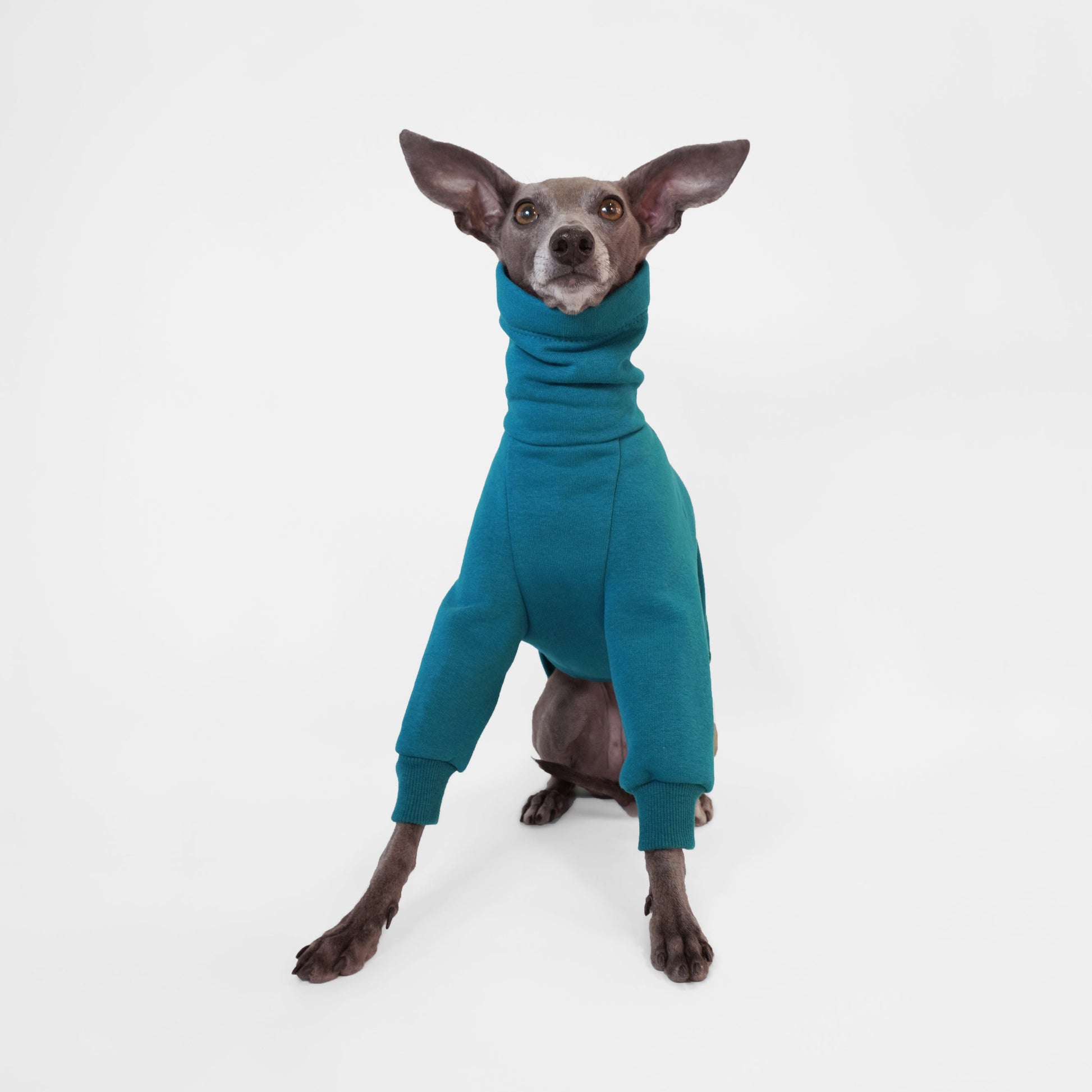 Italian greyhound wearing Oeko Tek sweatshirt onesie in deep teal
