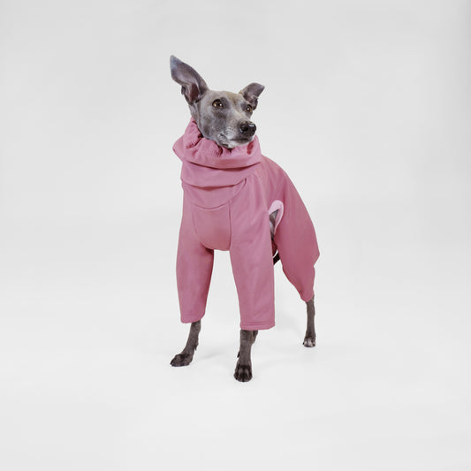 Italian greyhound dog wearing soft-shell rain suit