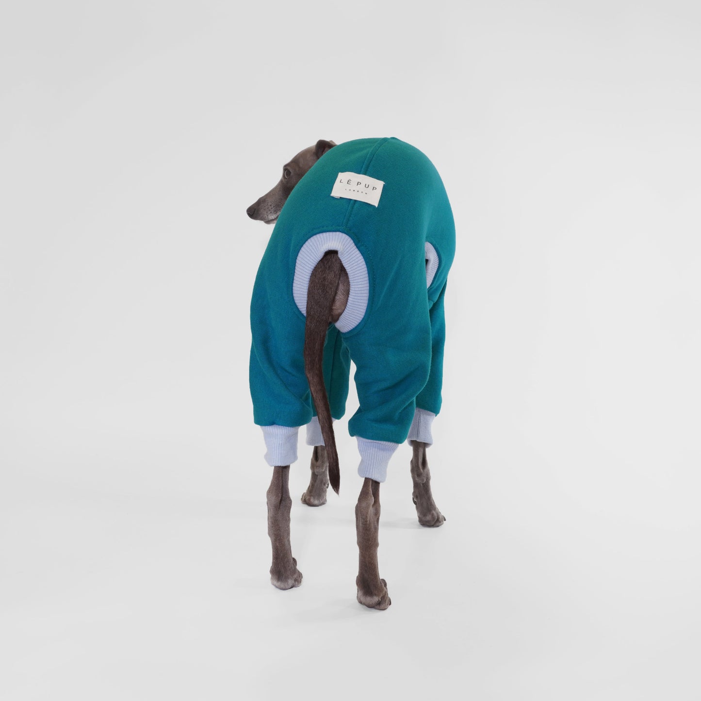 Italian Greyhound wearing a teal dog onesie with blue ribbing made from OEKO-TEX certified fabrics by LE PUP.