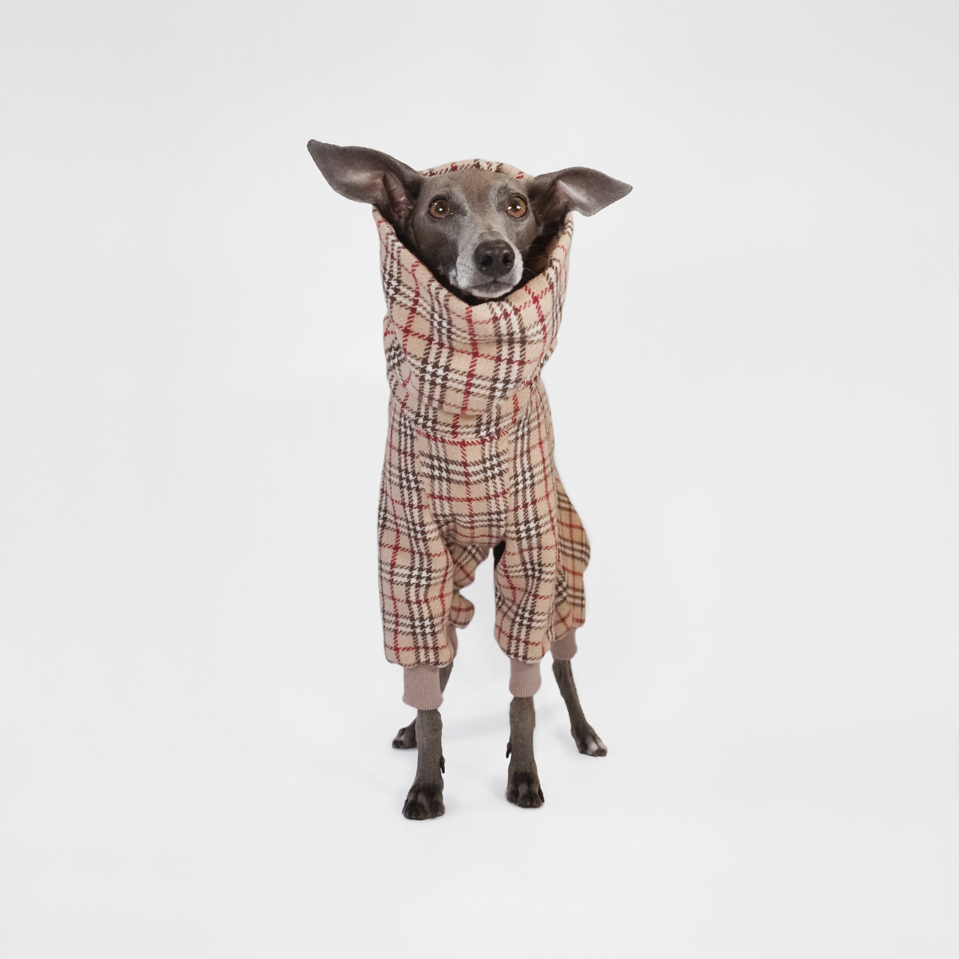 Whippet Dog wearing Tartan dog jumpsuit 