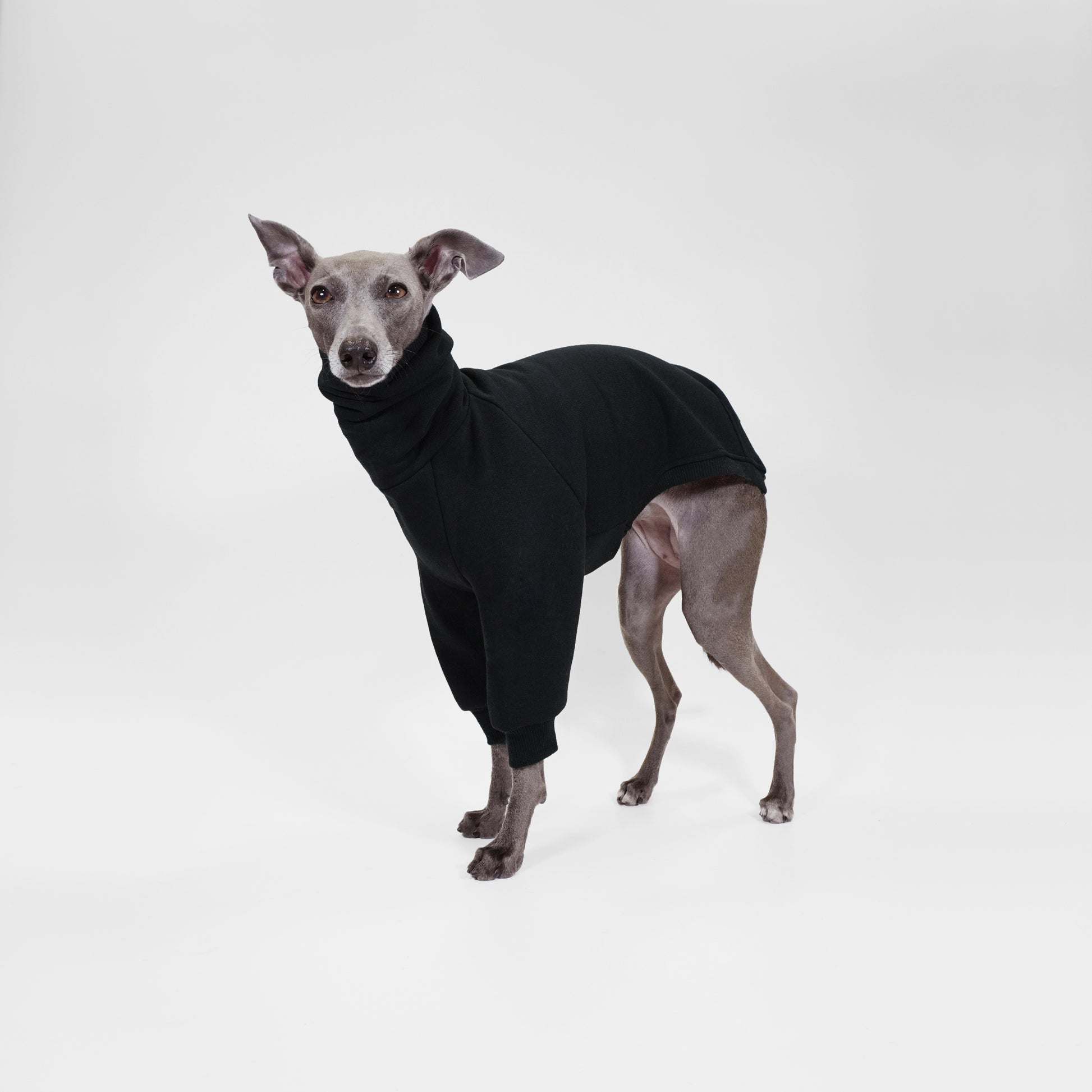 Italian Greyhound wearing black fitted jumper made from OEKO-TEX certified fabrics by LE PUP.
