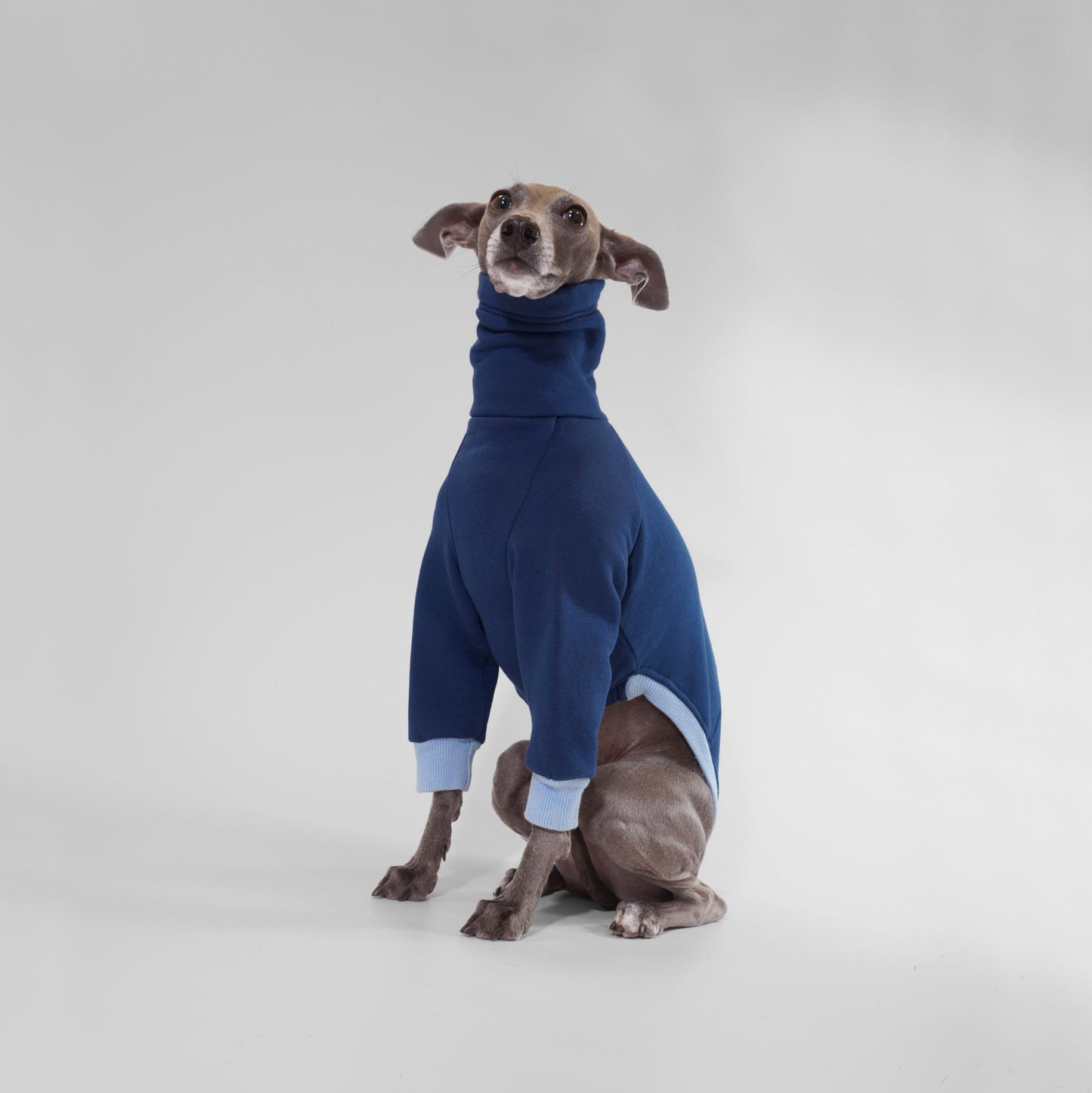 Italian Greyhound wearing navy blue dog jumper made from sustainable Oeko-Tex sweatshirt by LE PUP.
