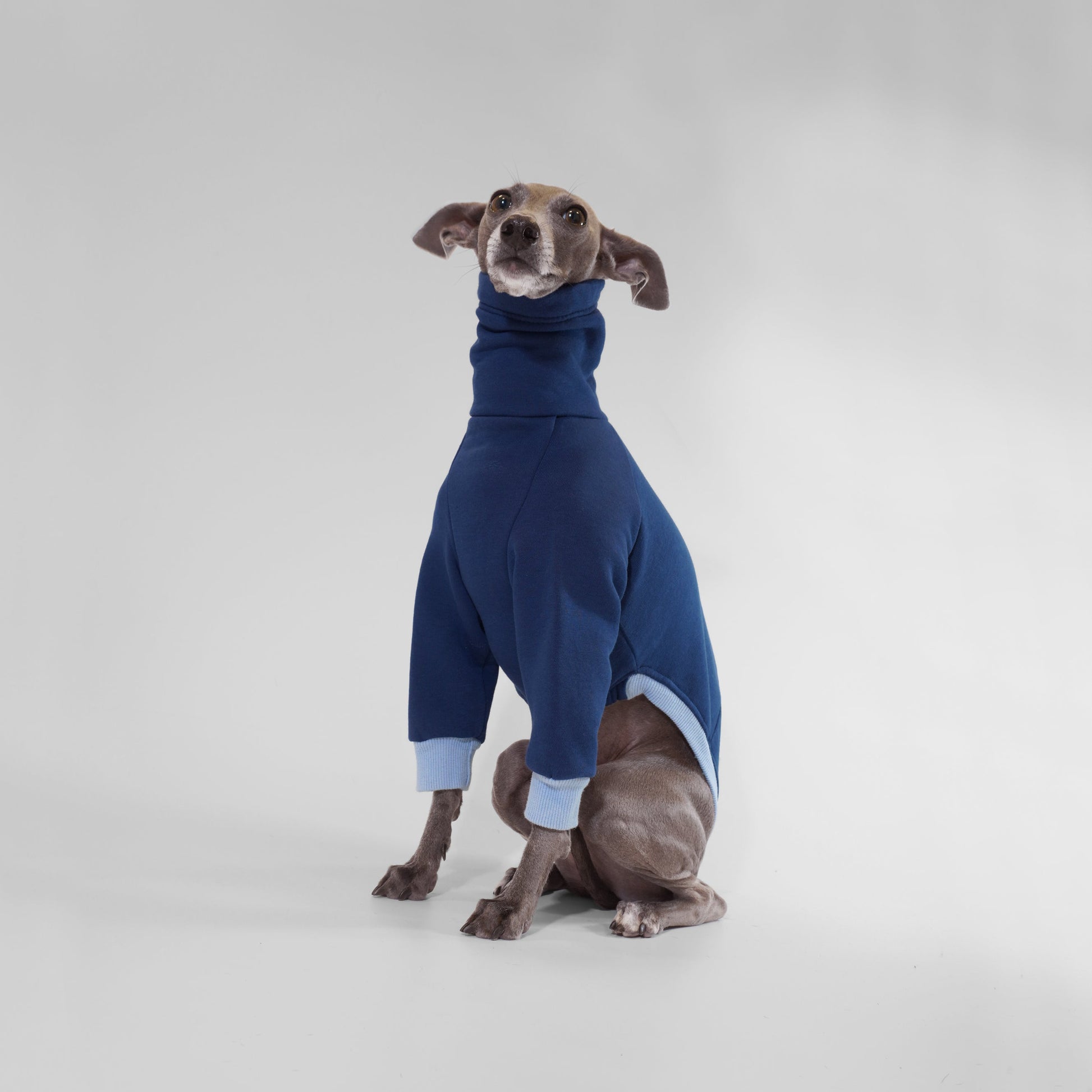 Italian Greyhound wearing navy blue dog jumper made from sustainable Oeko-Tex sweatshirt by LE PUP.