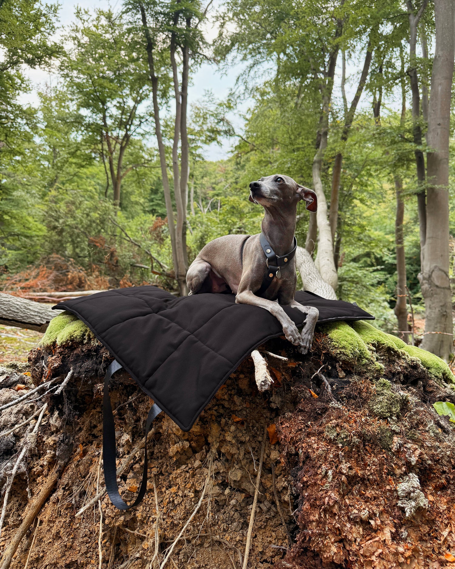 Italian greyhound on black softshell dog settle mat in the woods