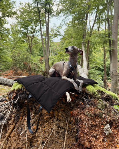 Italian greyhound on black softshell dog settle mat in the woods