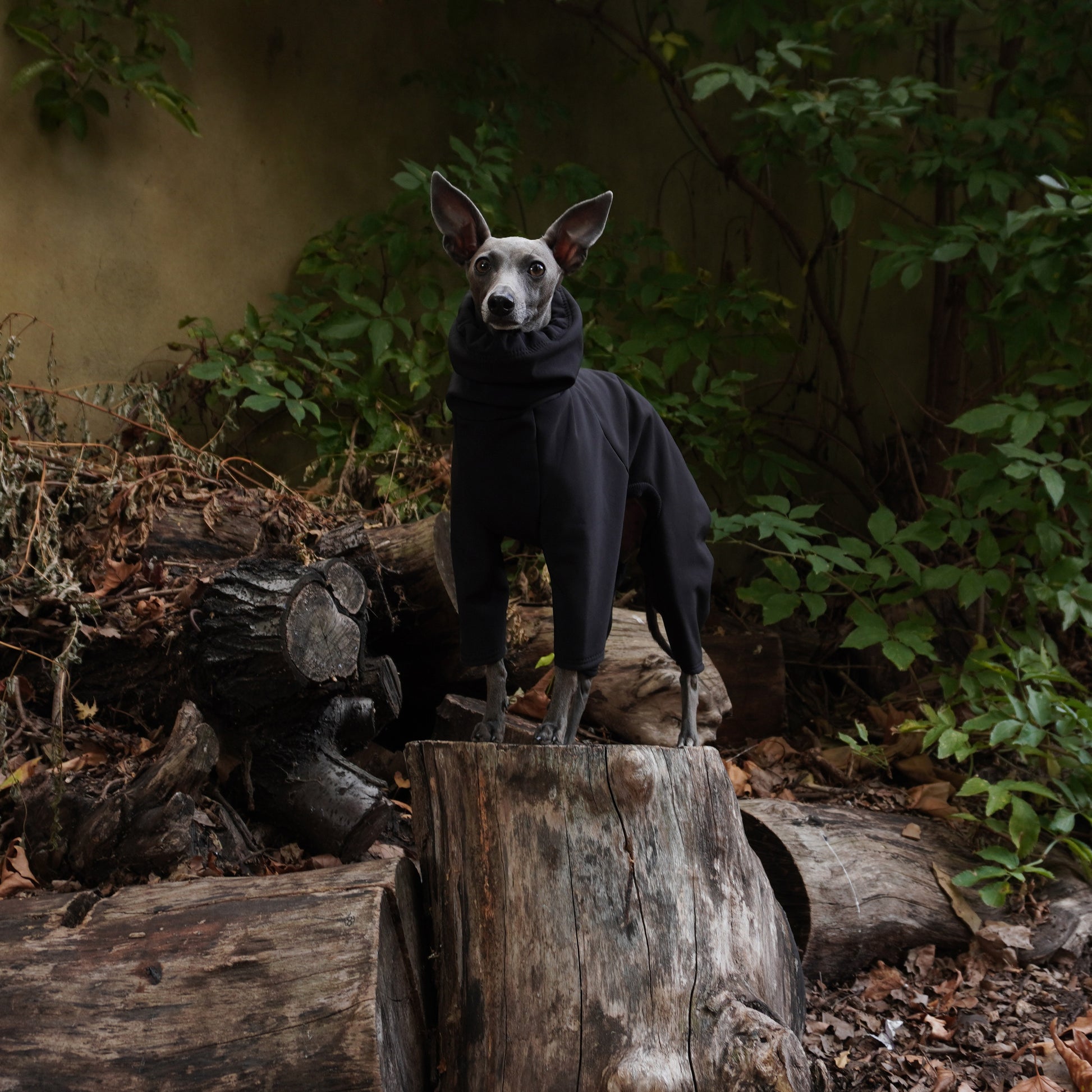 Lifestyle front profile shot in the woods of Italian greyhound wearing black waterproof softshell raincoat outdoors by LE PUP. 