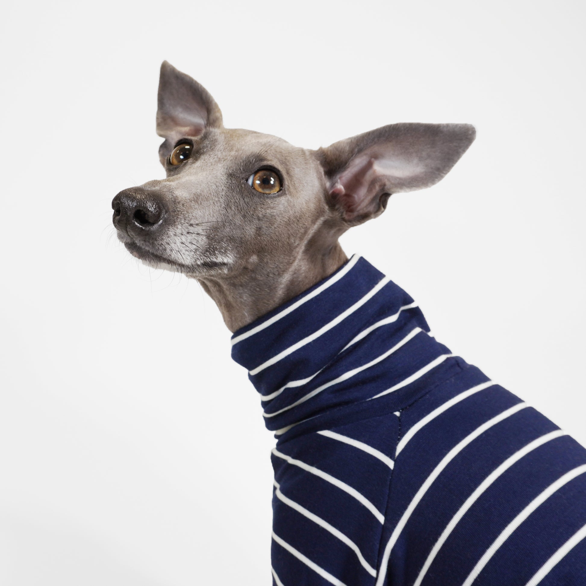 Close up head shot of cute Italian greyhound wearing custom made dog tee by  LE PUP.