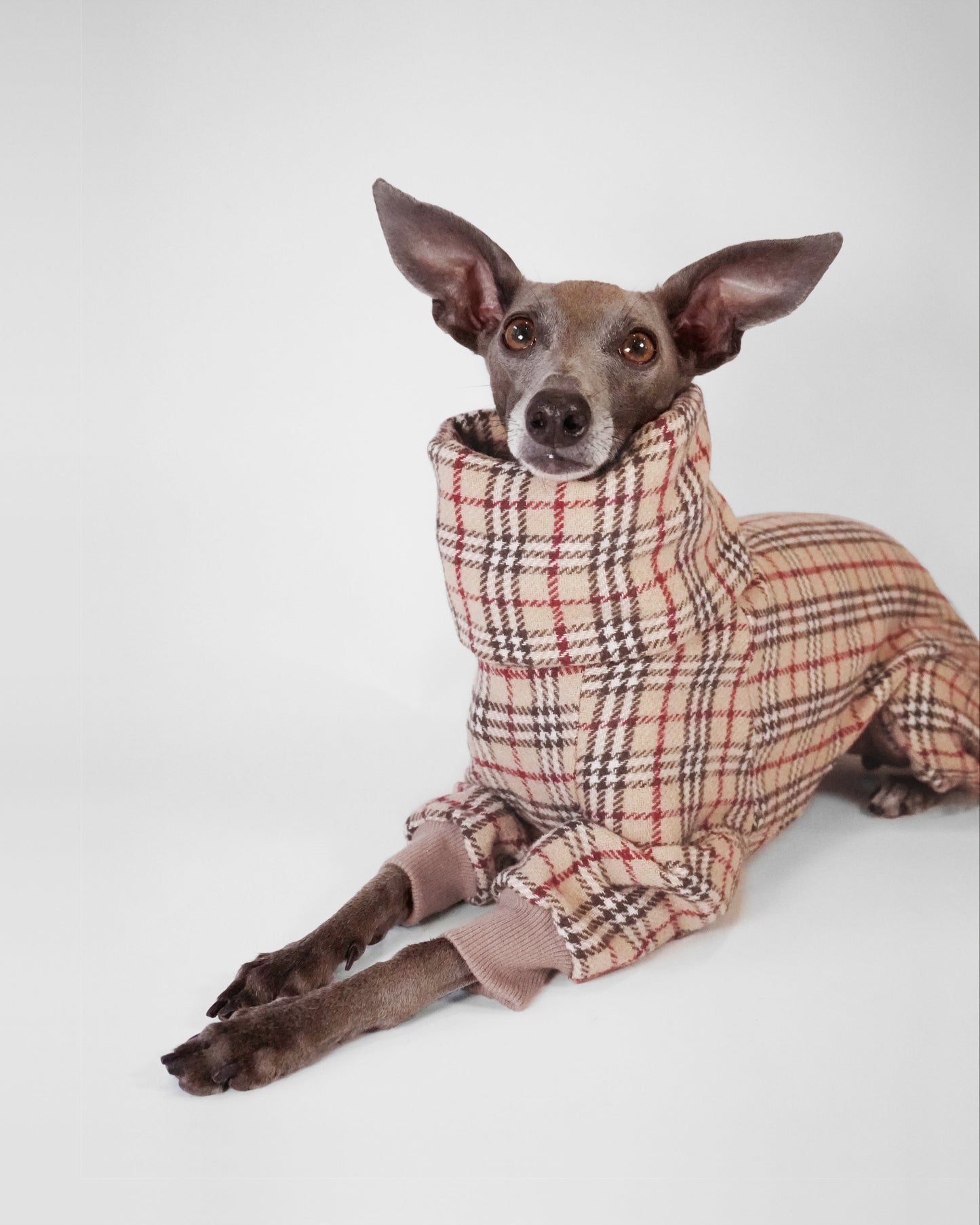Italian Greyhound sitting wearing a tartan wool coat on a white background