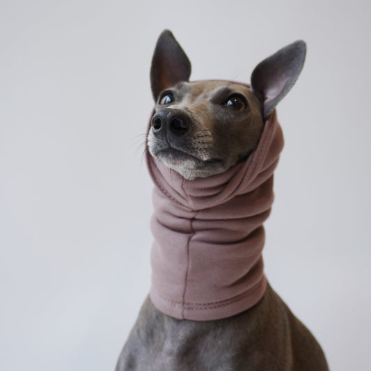 Close up view of Italian greyhound wearing cappuccino colour dog snood and scarf by LE PUP.