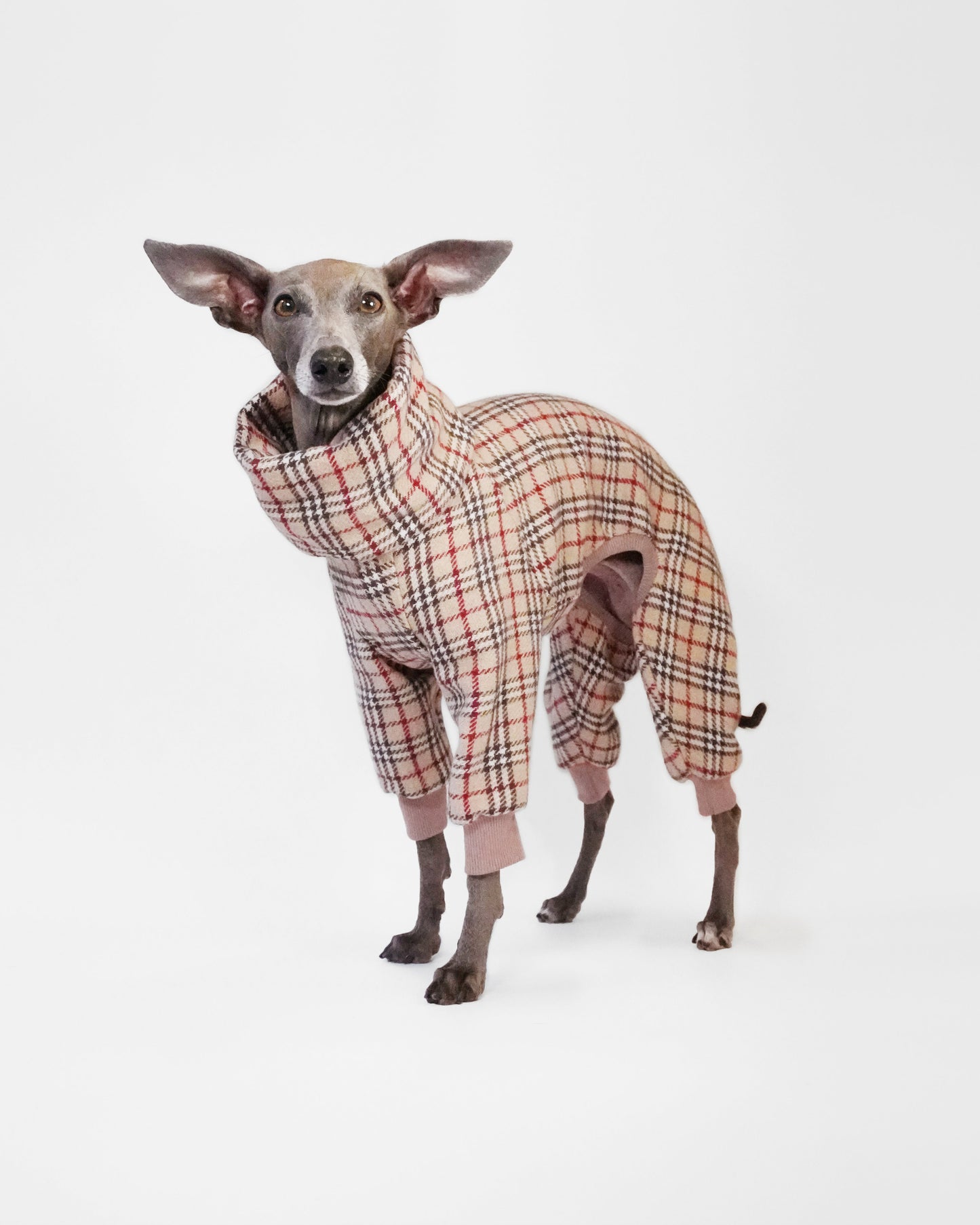 Dog wearing a plaid outfit on a white background