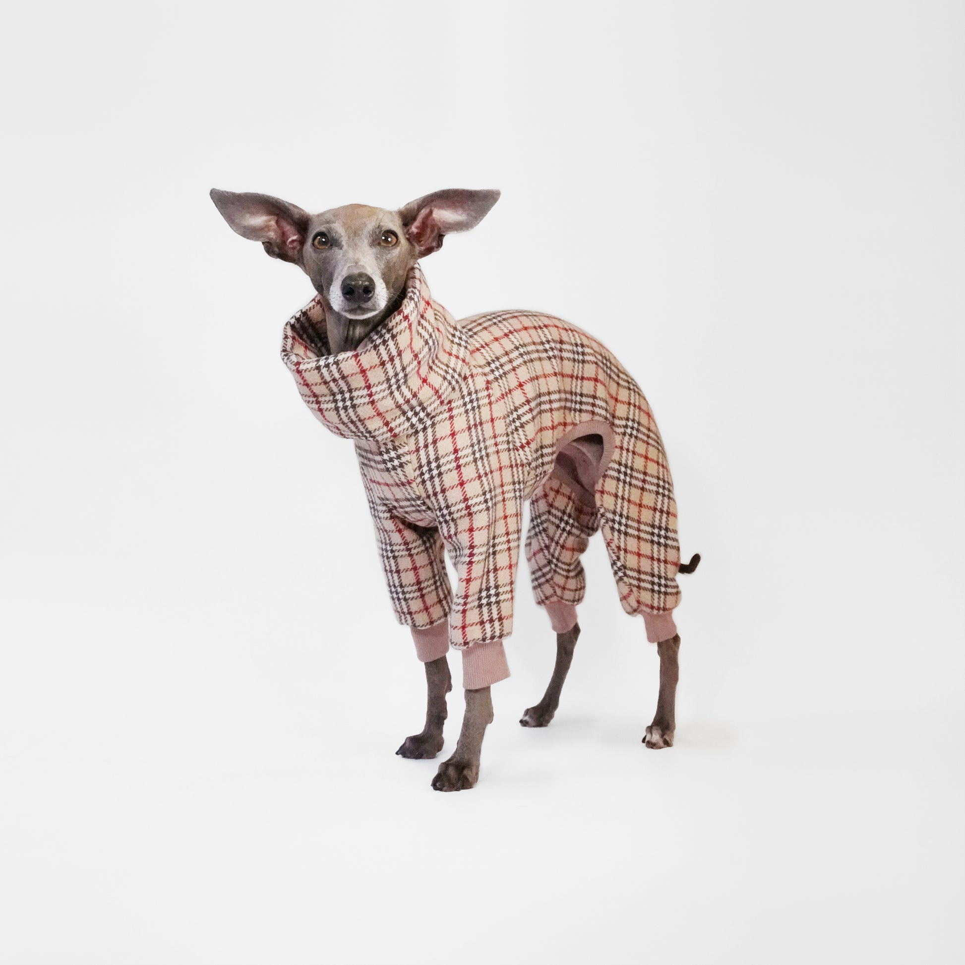 Italian Greyhound standing wearing classic dog onesie