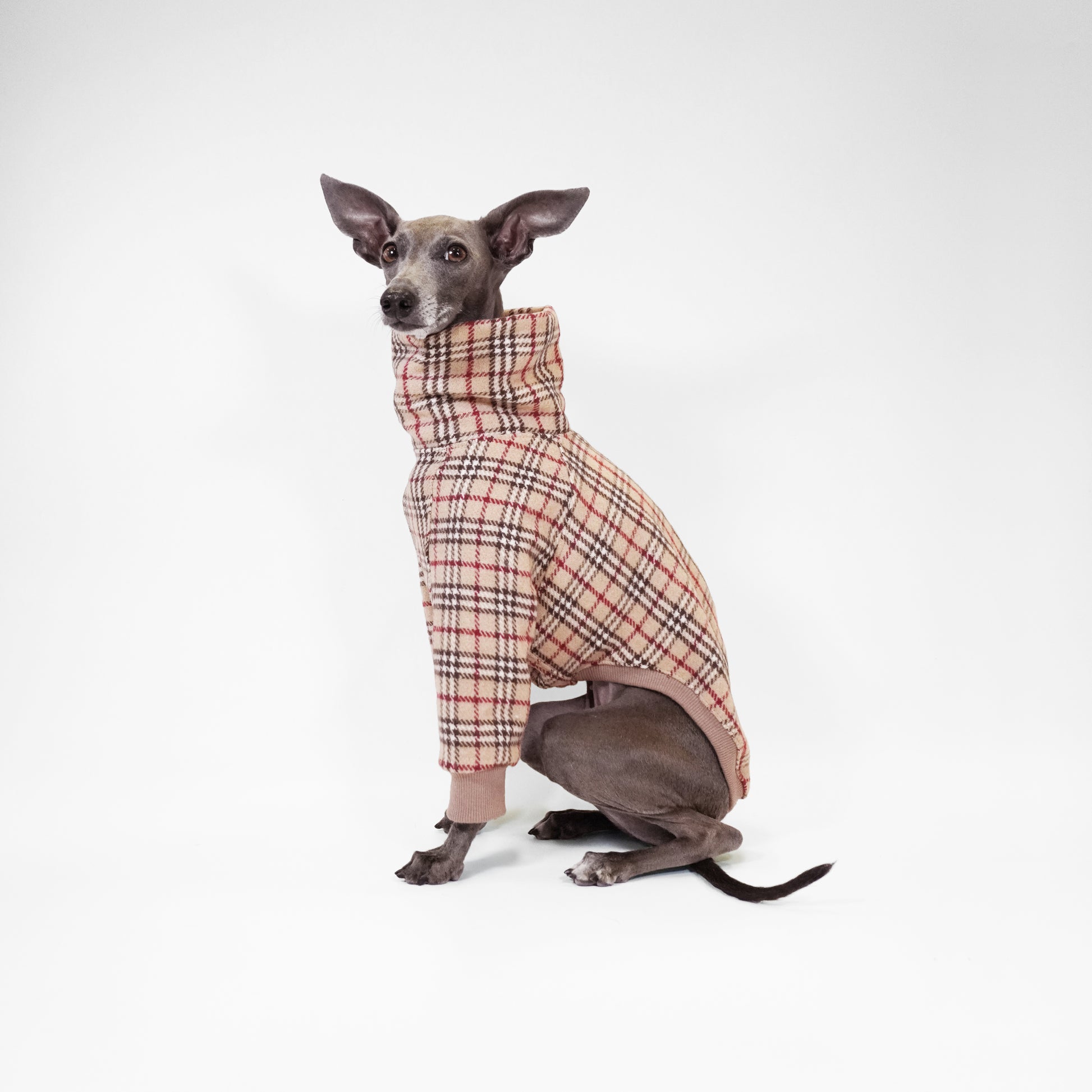 Dog wearing Tartan jumper sitting 