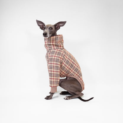 Dog wearing Tartan jumper sitting 