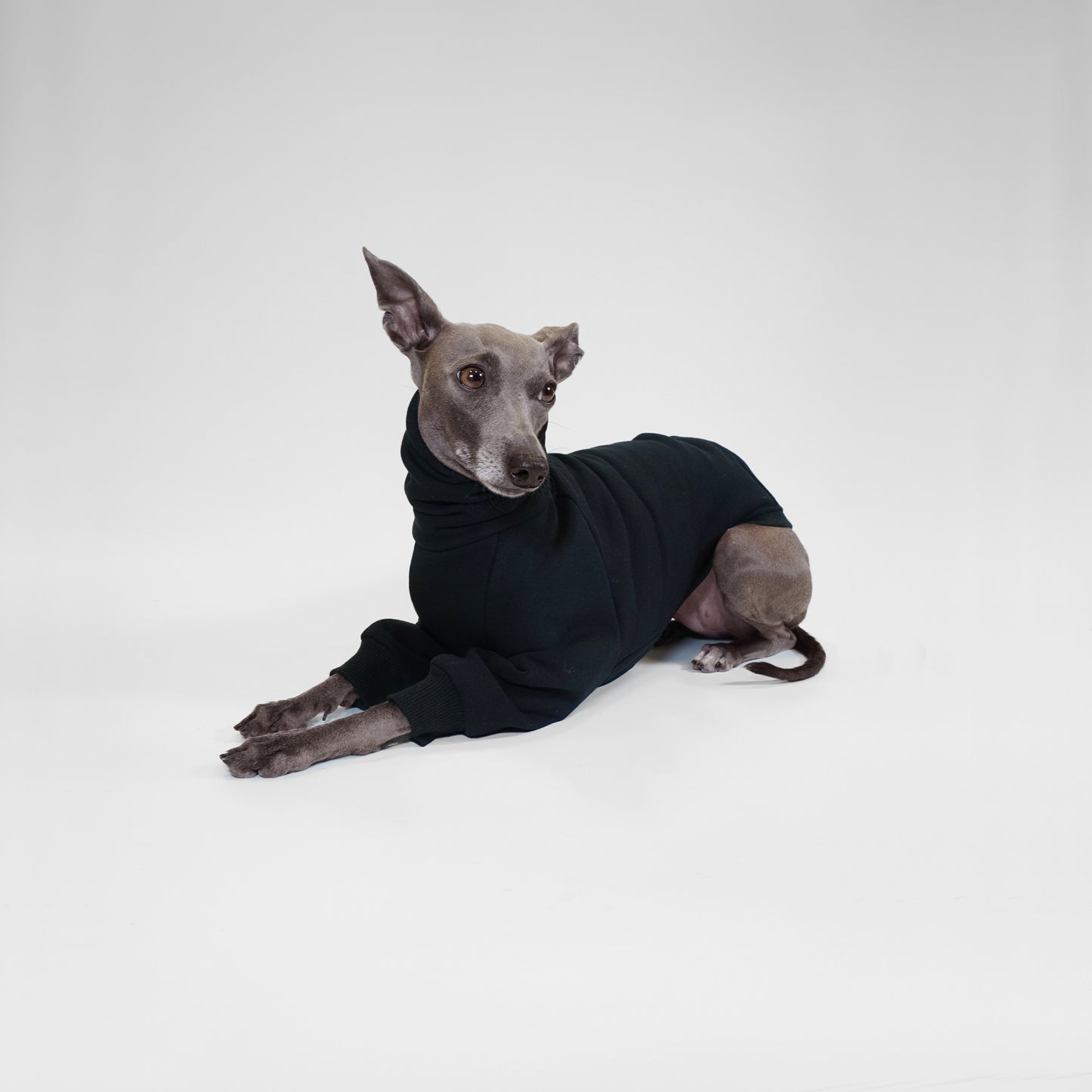 Italian Greyhound sitting and wearing  custom black dog jumper made from OEKO-TEX certified fabrics by LE PUP.