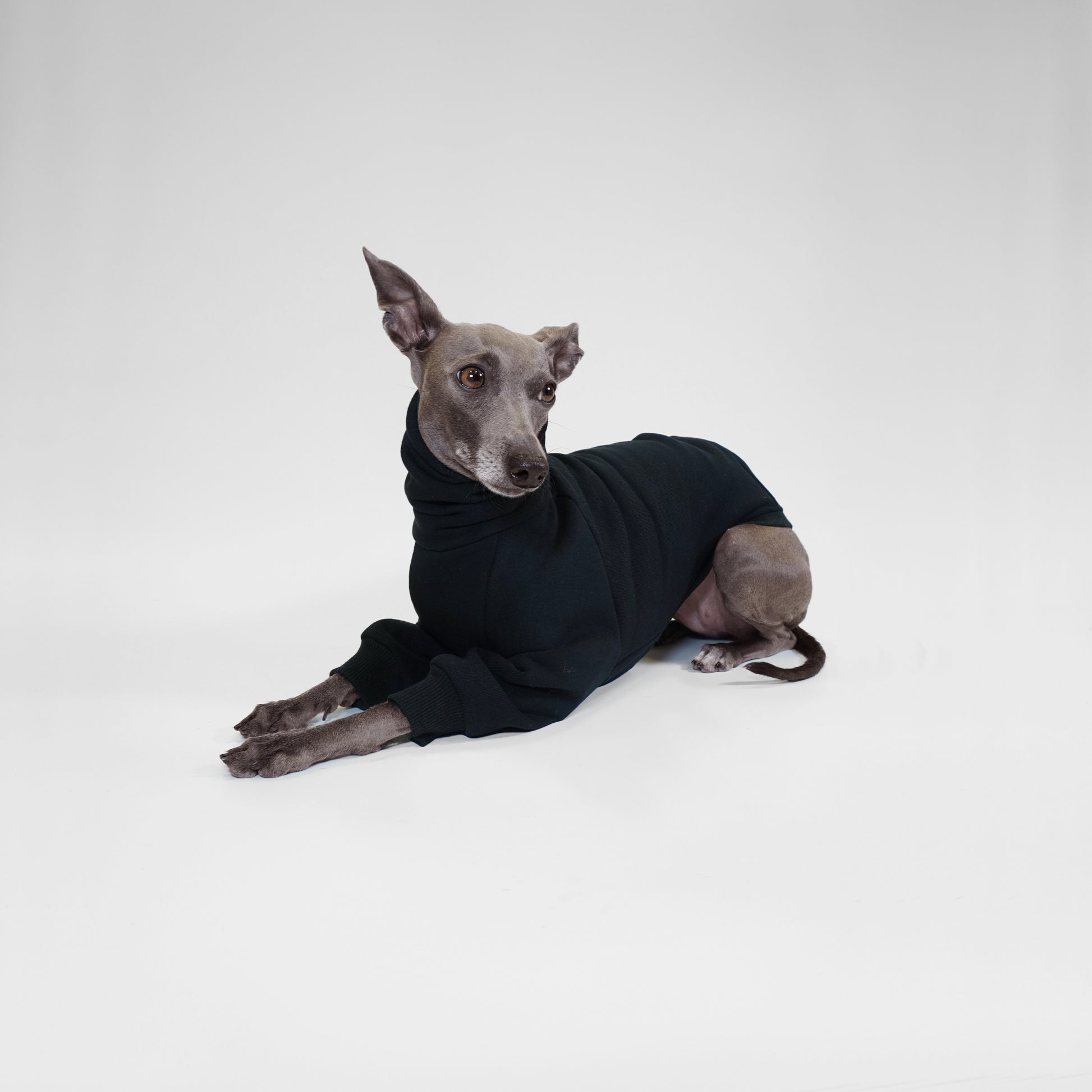Italian Greyhound sitting and wearing  custom black dog jumper made from OEKO-TEX certified fabrics by LE PUP.