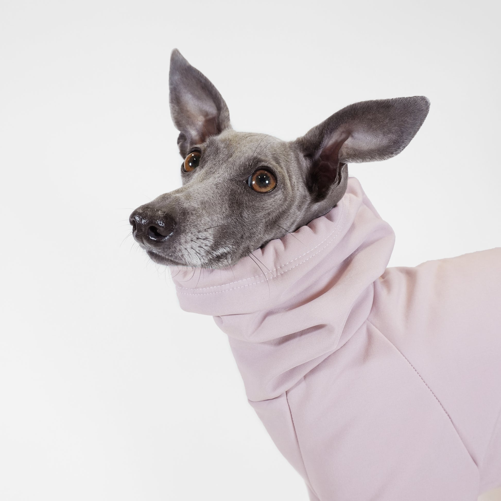 Close up shot of Italian Greyhound wearing waterproof oatmeal coat