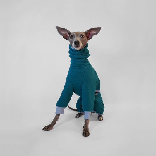 Italian Greyhound  in a teal dog onesie with blue ribbing made from OEKO-TEX certified fabrics by LE PUP.