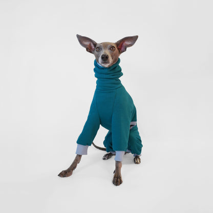 Italian Greyhound in a teal dog onesie with blue ribbing made from OEKO-TEX certified fabrics by LE PUP.