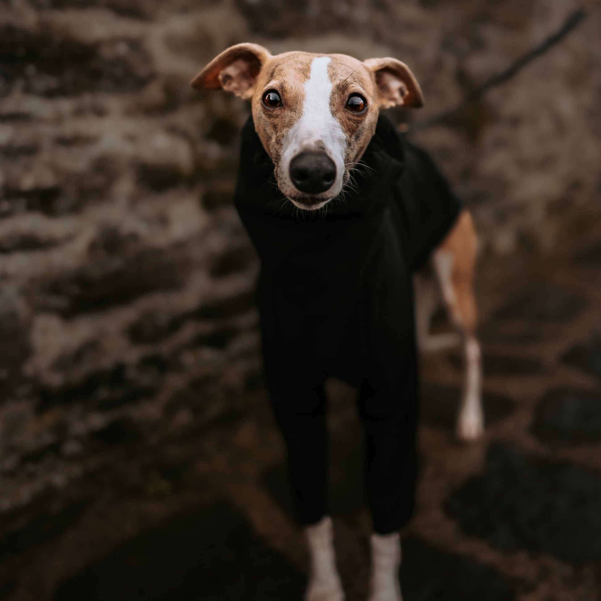 Standing front shot of Whippet wearing black waterproof softshell black raincoat by LE PUP. 